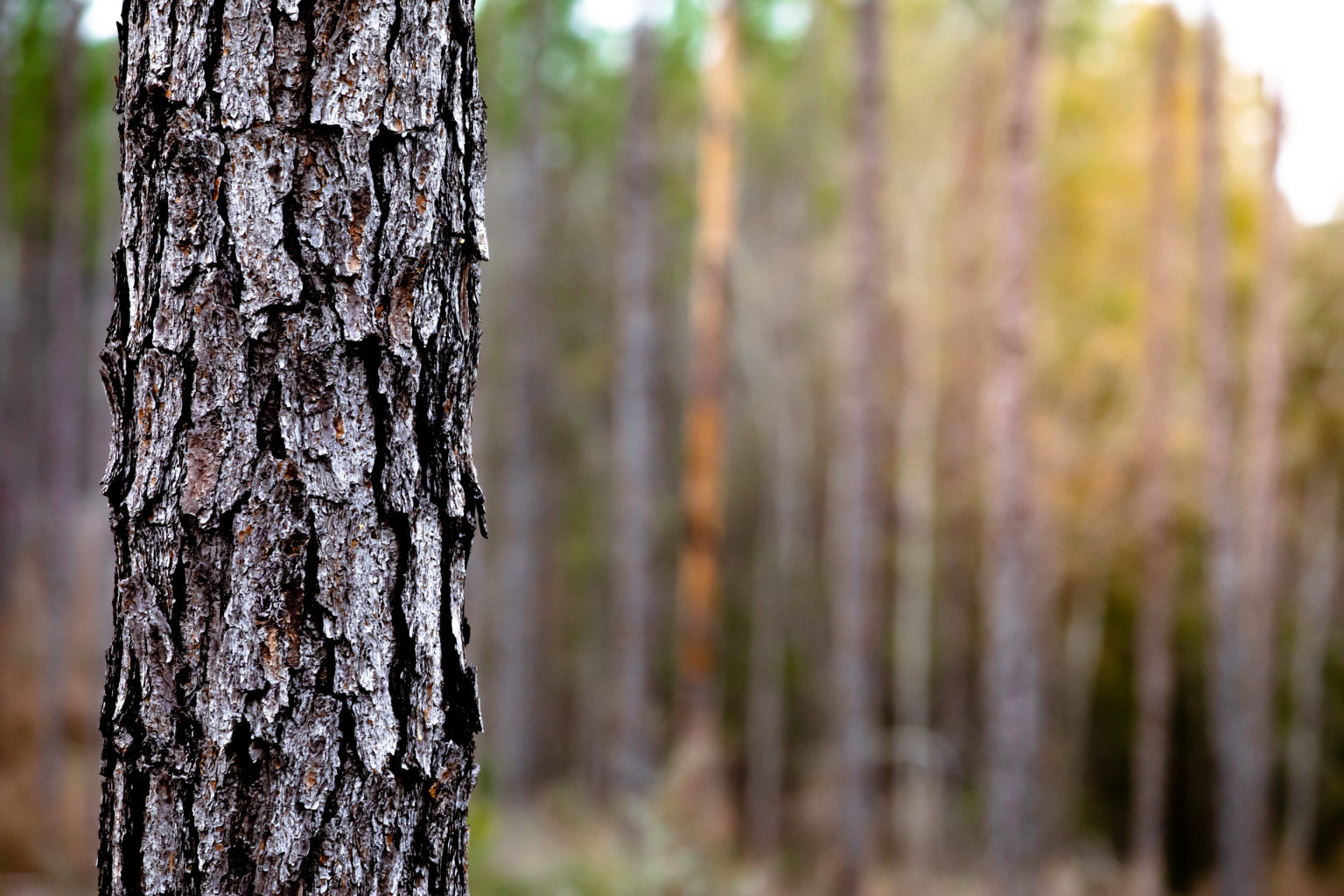 Longleaf Restoration – Enviva Biomass