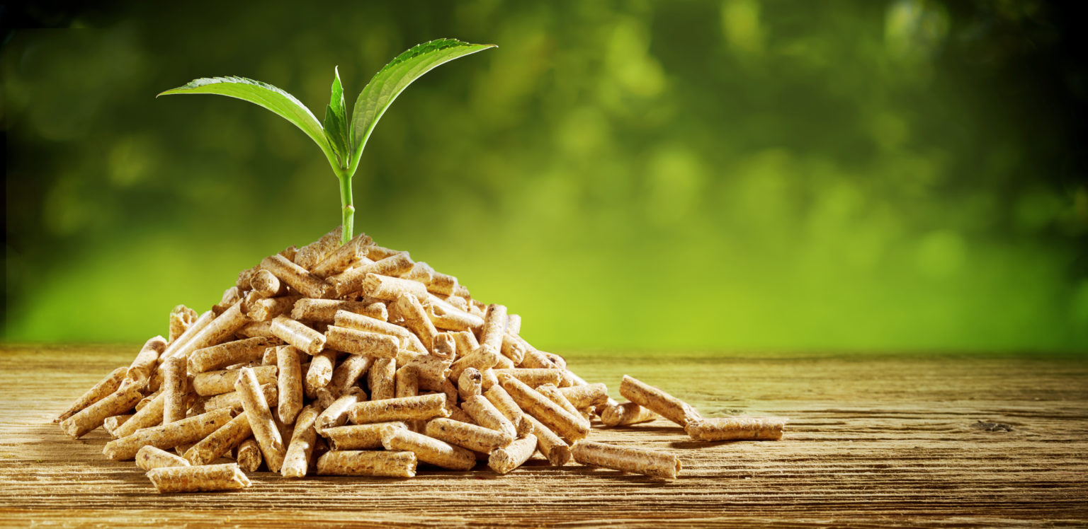 The Environmental Impact of Wood Pellet Electricity – Enviva Biomass